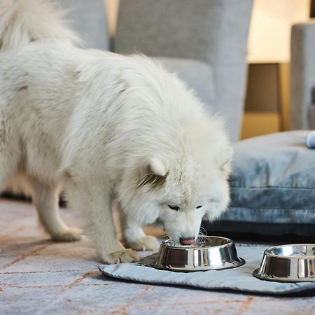 Sheraton Poznan Hotel Экстерьер фото A Samoyed puppy