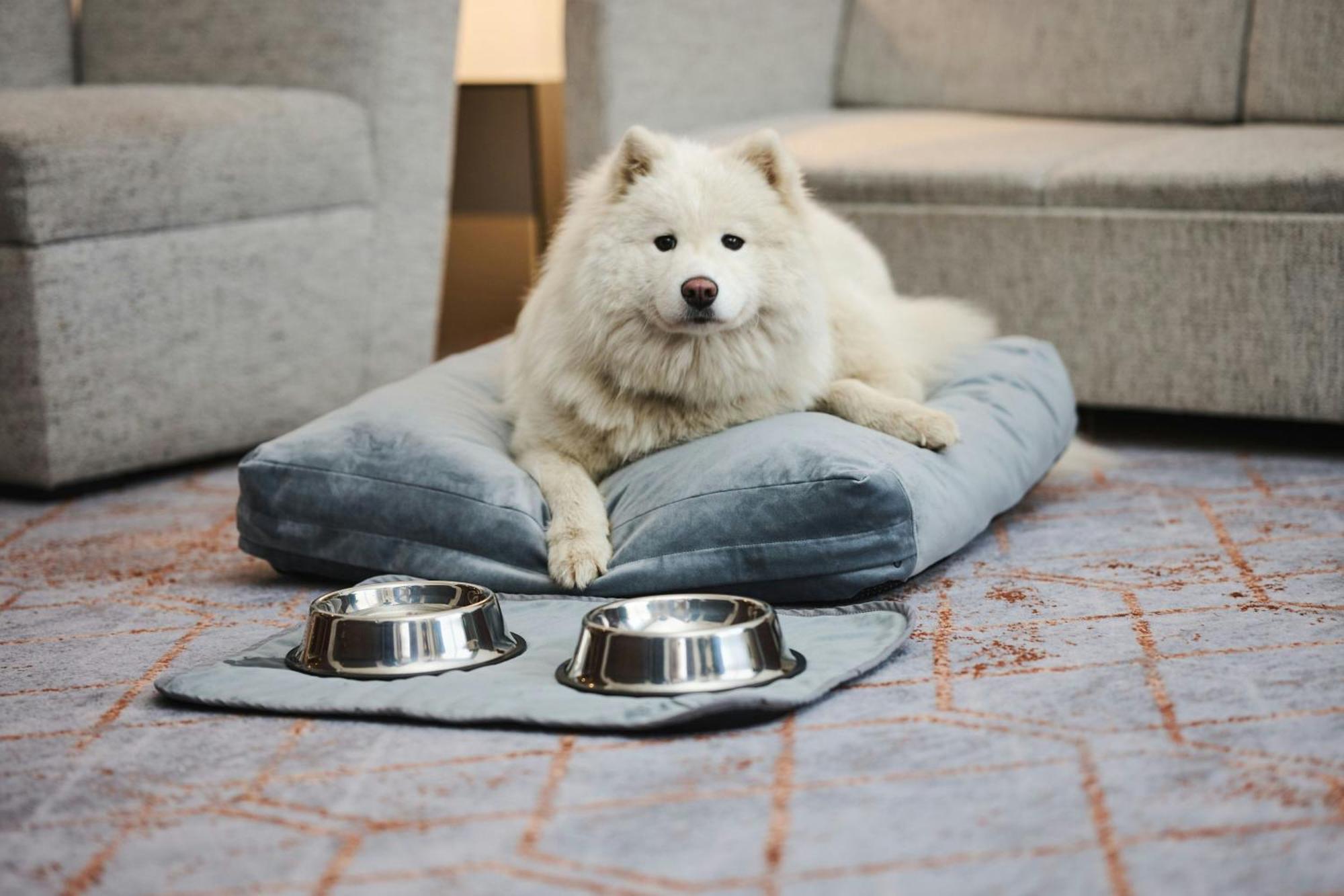 Sheraton Poznan Hotel Экстерьер фото A Samoyed dog
