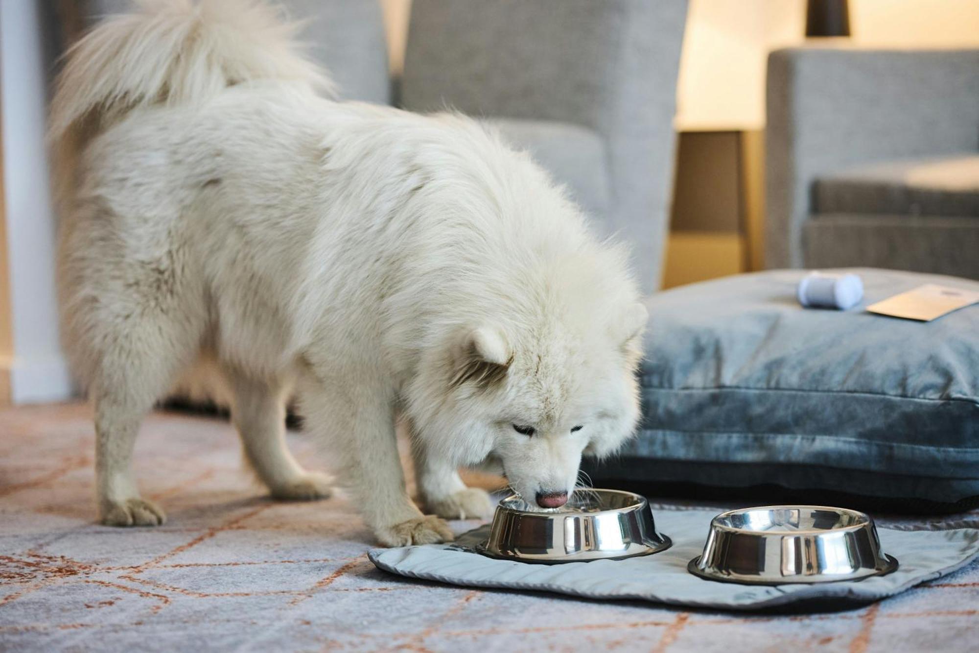 Sheraton Poznan Hotel Экстерьер фото A Samoyed puppy